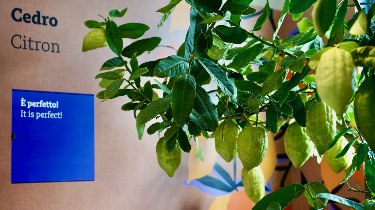 allestimento museale